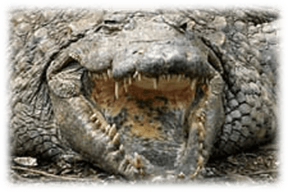 Tänder på en krokodil
