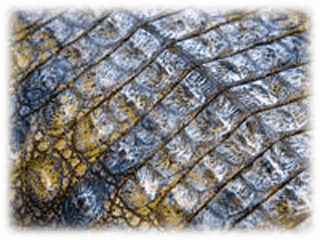 Storleken varierar mellan krokodilerna
