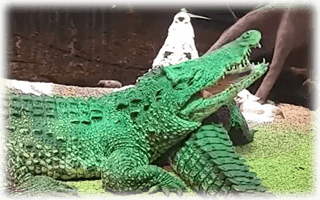 Roligt om krokodiler